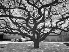 tree by ** RCB ** tree photo