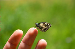 Demi-deuil by missbutterflies nature photo